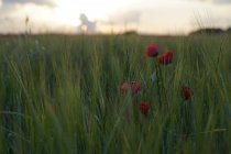 Scène de paysage de fleurs de pavot dans la prairie au coucher du soleil — Photo de stock
