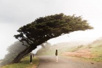 Female standing on paved road under amazing slanted cypress tree in foggy alley of Point Reyes State Park in California — Stock Photo