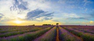 Panoramic view of lavender flowers field under colorful sundown sky in Brihuega, Spain — Stock Photo