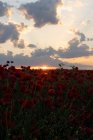 Landscape of poppy flowers field at sunset during springtime — Stock Photo