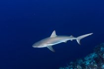 Огромные дикие рифовые акулы и рыбы плавают на синем фоне чистой морской воды — стоковое фото