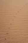 Detail tierischer Fußabdrücke im Wüstensand bei Sonnenuntergang — Stockfoto