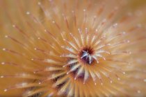 De arriba cerca los tentáculos anaranjados del gusano salvaje de Spirobranchus en el agua limpia del mar - foto de stock
