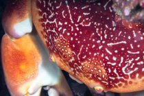 D'en haut crabe rouge se cachant au milieu des coraux roses rugueux dans l'eau propre de la mer — Photo de stock