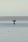 Wale kommen aus dem Meer, während Möwen herumfliegen — Stockfoto