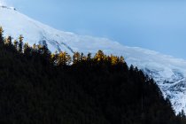 Herrliche Landschaft aus Nadelwäldern, die vor dem Hintergrund der schneebedeckten Himalaya-Berge unter blauem Himmel an einem sonnigen Tag in Nepal wachsen — Stockfoto