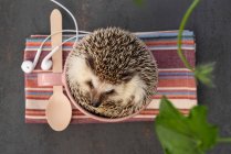From above of cute hedgehog sitting in cup placed on gray table with earphones — Stock Photo