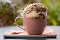 Small adorable hedgehog sitting in ceramic mug placed on table in garden — Stock Photo