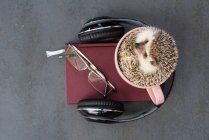 From above of tiny hedgehog sitting in ceramic mug placed on table with headphones and notebook — Stock Photo