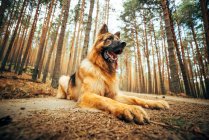From below beautiful domestic dog sitting on countryside road between coniferous trees in forest — Stock Photo