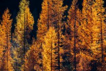 Outono dourado na floresta com folhas de laranja nas árvores — Fotografia de Stock