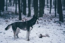 Seitenansicht des schönen häuslichen Jägerhundes, der zwischen Bäumen im Winterwald steht — Stockfoto