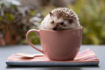 Petit hérisson adorable assis dans une tasse en céramique placée sur la table dans le jardin — Photo de stock