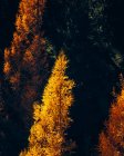 Otoño de oro en el bosque con hojas de naranja en los árboles - foto de stock