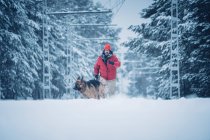 Человек в лыжной куртке бегает с домашней собакой со свинцом на снегу между деревьями в зимнем лесу — стоковое фото