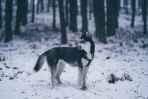 Vue latérale du beau chien chasseur domestique debout entre les arbres dans la forêt d'hiver — Photo de stock