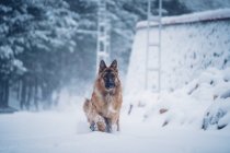 Симпатичный домашний пес, бегущий по снегу рядом со строительством в снегу на размытом фоне — стоковое фото