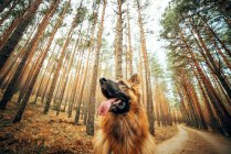 D'en bas beau chien domestique assis sur la route de campagne entre les conifères dans la forêt — Photo de stock