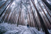 Signora in giacca da sci a piedi con cane domestico tra gli alberi nella foresta invernale — Foto stock