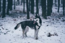 Вид сбоку красивой домашней собаки, стоящей между деревьями в зимнем лесу — стоковое фото