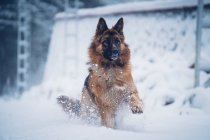 Симпатичный домашний пес, бегущий по снегу рядом со строительством в снегу на размытом фоне — стоковое фото