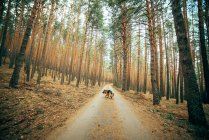 Красива домашня собака сидить на сільській дорозі між хвойними деревами в лісі — стокове фото