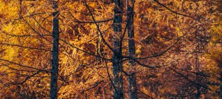 Золотая осень в лесу с апельсиновыми листьями на деревьях — стоковое фото