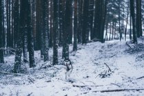 Красивая домашняя охотничья собака бегает между деревьями в зимнем лесу — стоковое фото