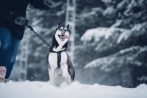 Домашняя собака бегает между деревьями в зимнем лесу с человеком — стоковое фото