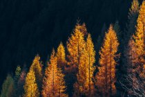 Automne doré dans la forêt avec des feuilles d'orange sur les arbres — Photo de stock