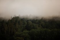 Veduta drammatica di fitta nebbia sugli alberi verdi nei boschi il giorno coperto — Foto stock