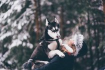 Vista lateral do cão doméstico brincando com a jovem senhora na neve entre árvores na floresta de inverno — Fotografia de Stock