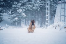 Carino cane domestico in esecuzione su cumulo di neve vicino costruzione nella neve su sfondo sfocato — Foto stock
