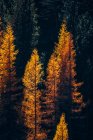 Золота осінь у лісі з оранжевим листям на деревах — стокове фото