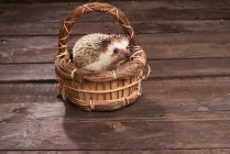 Angle élevé de hérisson adorable assis dans un panier en osier sur une table en bois rustique avec des herbes — Photo de stock