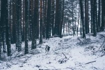 Schöner häuslicher Jagdhund läuft zwischen Bäumen im Winterwald — Stockfoto
