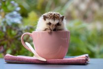 Small adorable hedgehog sitting in ceramic mug placed on table in garden — Stock Photo