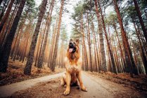 Знизу красива домашня собака сидить на сільській дорозі між хвойними деревами в лісі — стокове фото