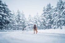 Beautiful domestic hunter dog running between trees in winter forest — Stock Photo
