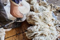 Crop male shearer using electric machine and shearing fluffy Merino sheep in barn in countryside — Stock Photo
