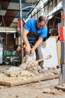 Haveuse masculine à l'aide d'une machine électrique et le cisaillement duveteux moutons mérinos dans la grange dans la campagne — Photo de stock
