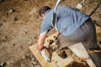 Мужская стрижка с помощью электрической машины и стрижка пушистых мериносовых овец в сарае в сельской местности — стоковое фото