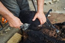 Taglierina maschio Crop utilizzando macchina elettrica e tosatura soffice pecore Merino in fienile in campagna — Foto stock