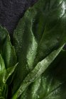 Vue rapprochée des feuilles de basilic frais recouvertes de gouttelettes d'eau placées sur une surface texturée foncée — Photo de stock