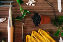 Flat lay of small home gardening instruments with gloves and flowerpot with plants on wooden table — Stock Photo