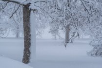 Сценический вид заросших деревьев с изогнутыми сухими ветвями, растущими на снежной местности зимой — стоковое фото
