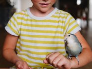 Анонимный милый маленький мальчик в полосатой футболке сидит с маленькой птичкой с серым оперением дома — стоковое фото