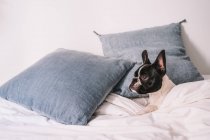 Curioso puro sangue doméstico Bulldog francês deitado no sofá confortável com cobertor em brilhante sol descansando em almofadas azuis olhando para longe — Fotografia de Stock