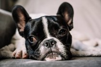 Kleine französische Bulldogge liegt auf einem Sofa auf einer weißen Decke und schaut weg — Stockfoto
