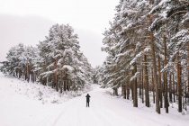Вид на далёкого человека в верхней одежде, стоящего на снежной тропе среди снежных хвойных деревьев в зимнем лесу во время фотографирования пейзажа с мобильного телефона — стоковое фото